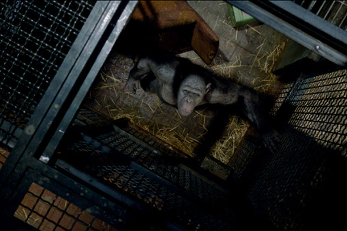 Rocket in "Rise of the Planet of the Apes."