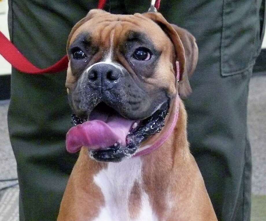 boxer for adoption