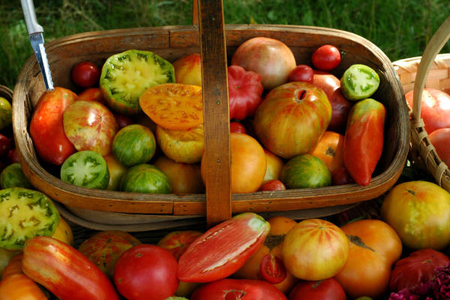 Do street lights affect tomatoes' growth?
