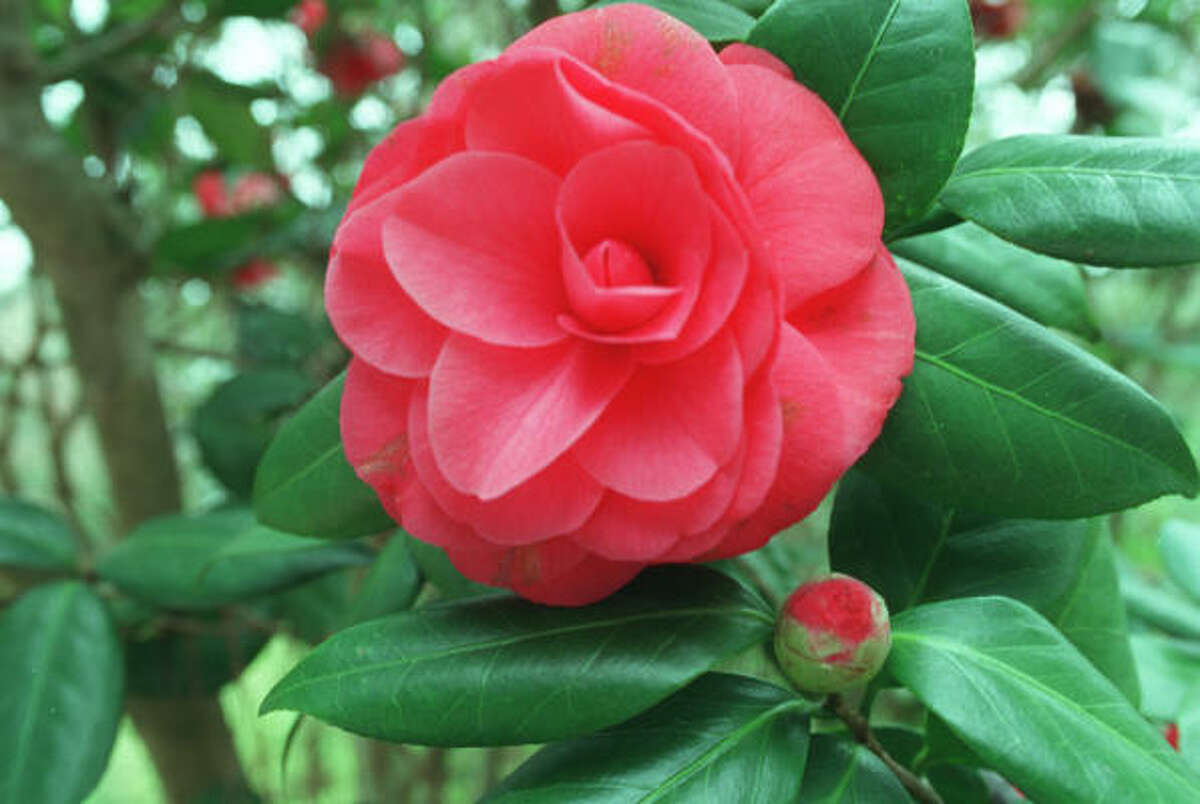 Plant of the month: Camellia