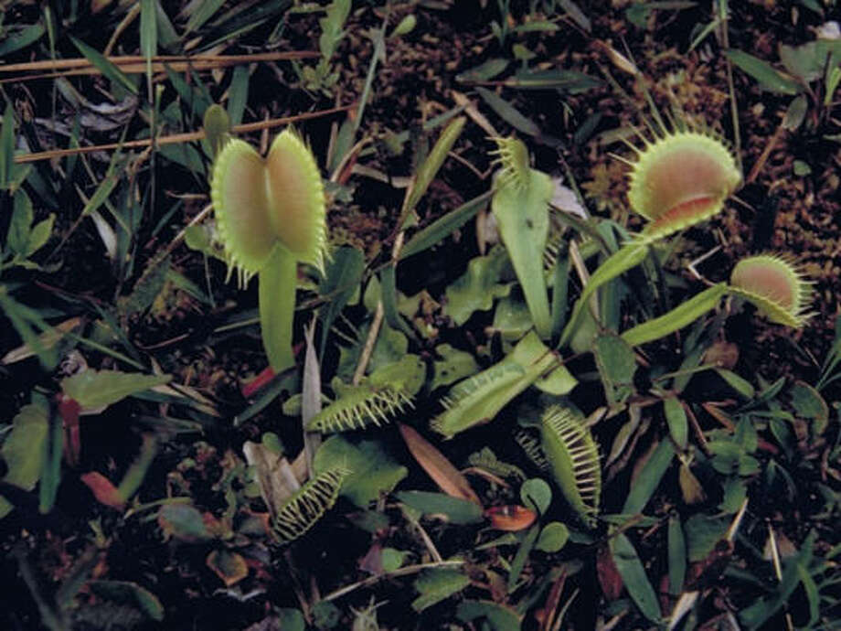 Will A Venus Flytrap Bite Person Houston Chronicle Venus Flytrap Dionaea Musci Photo Lady Bird Johnson Wildflower Center