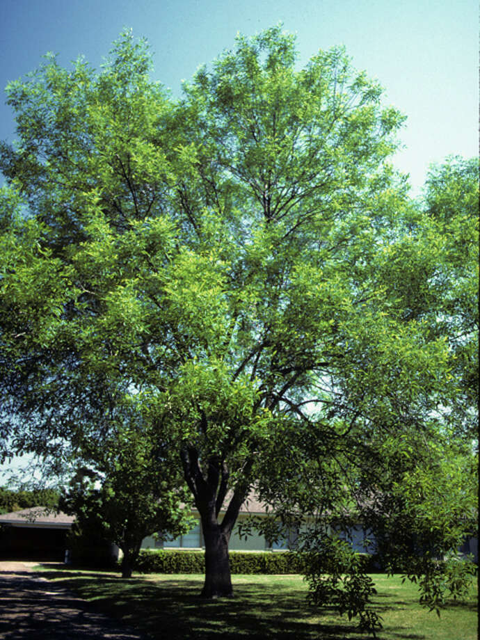 Looking for some shade San Antonio ExpressNews