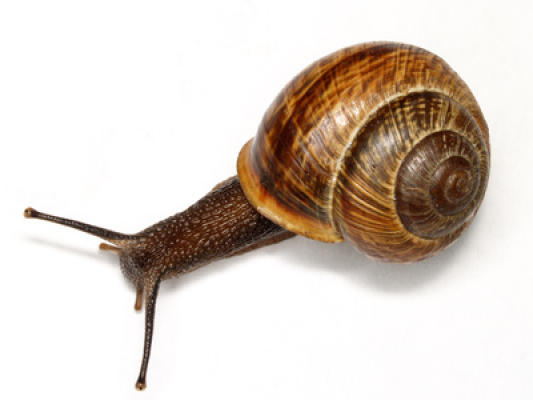 Kingwood: Is there a natural cure for snails?