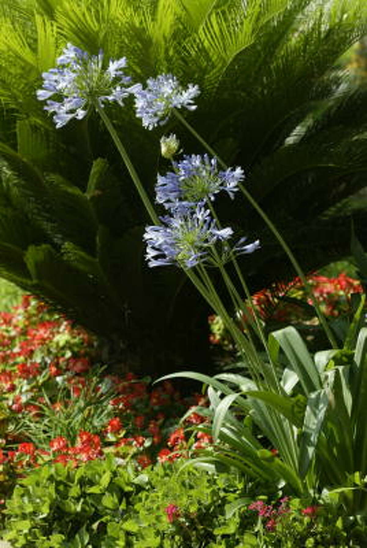 Blue agapanthus and red begonias ensure curb appeal.