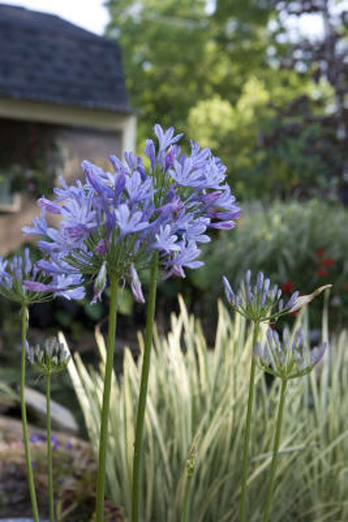 How and when do I divide agapanthus?