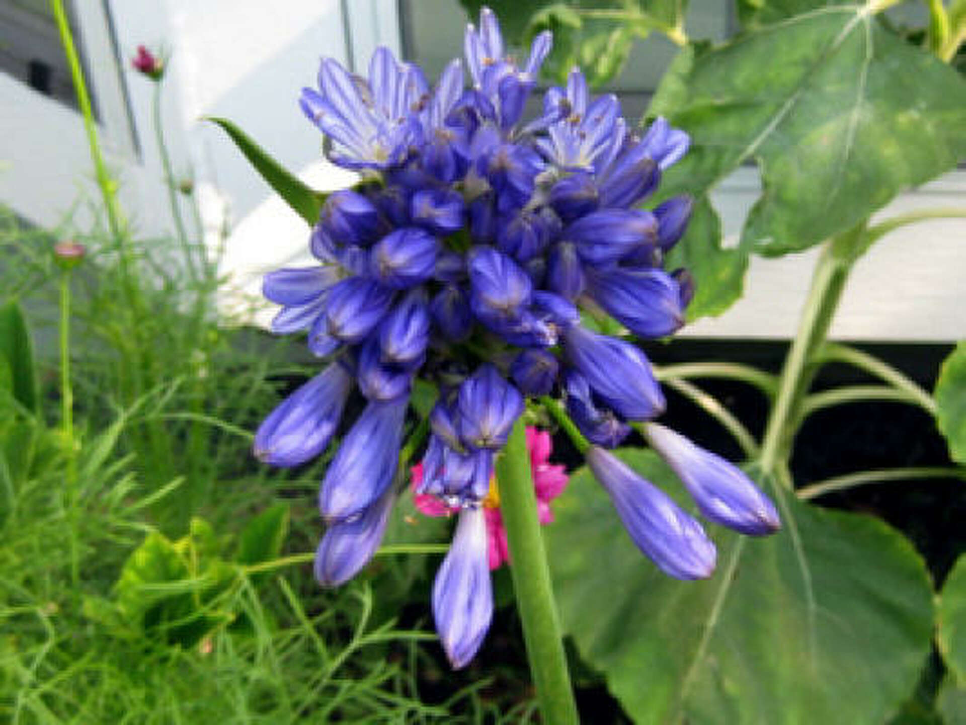 How and when do I divide agapanthus?