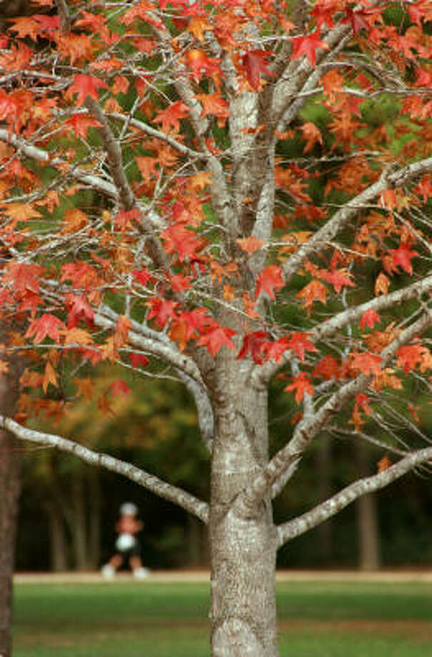 Fall Foliage The Best Trees For Color Houston Chronicle Sweet Gum S Bright Reds And Oranges In Memorial Park Photo E Joseph Deering