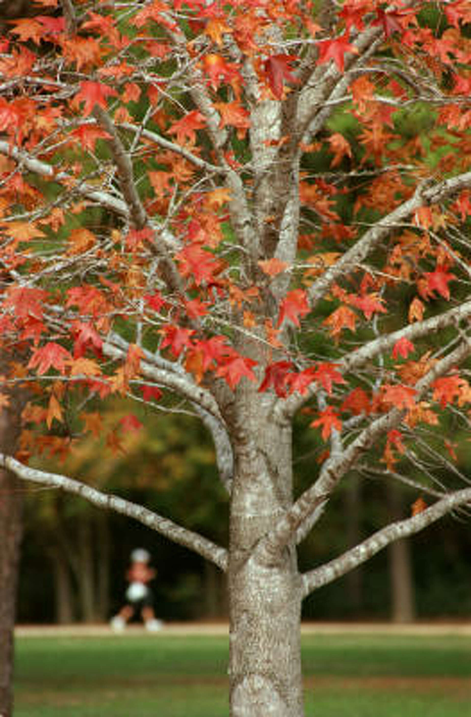 Fall foliage: The best trees for color