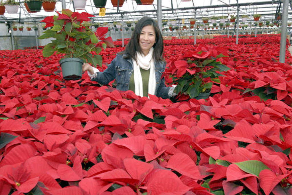 Pearland Nursery Is Covered In Poinsettias Houston Chronicle Mai Picks Out Some Poinsettias At Joseph S Nursery In Pearland Photo Kim Christensen