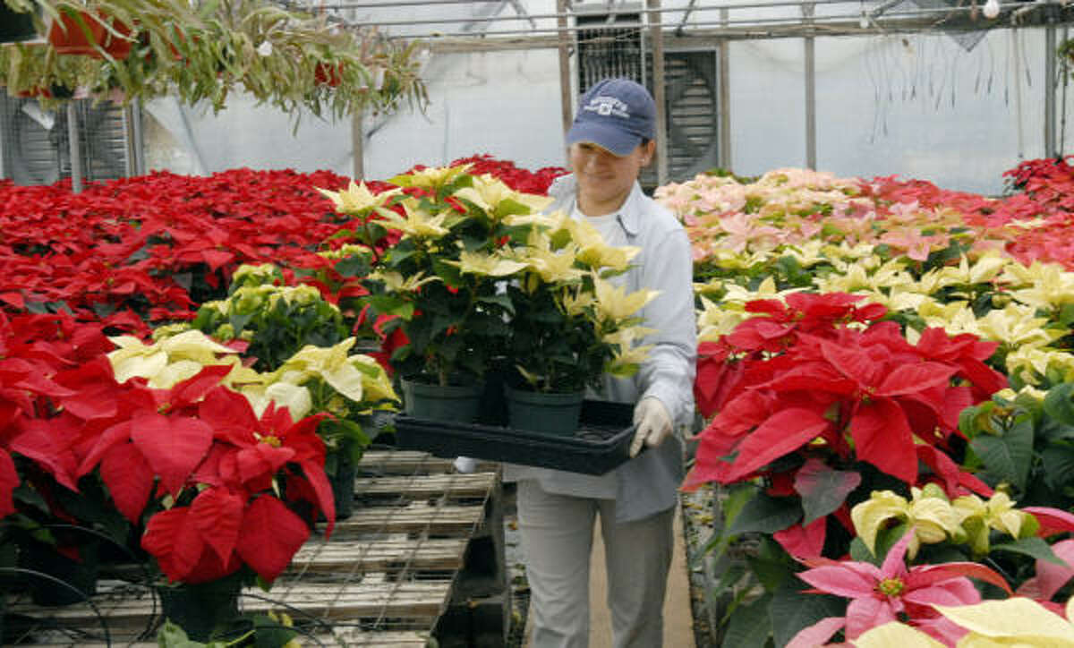 Pearland nursery is covered in poinsettias