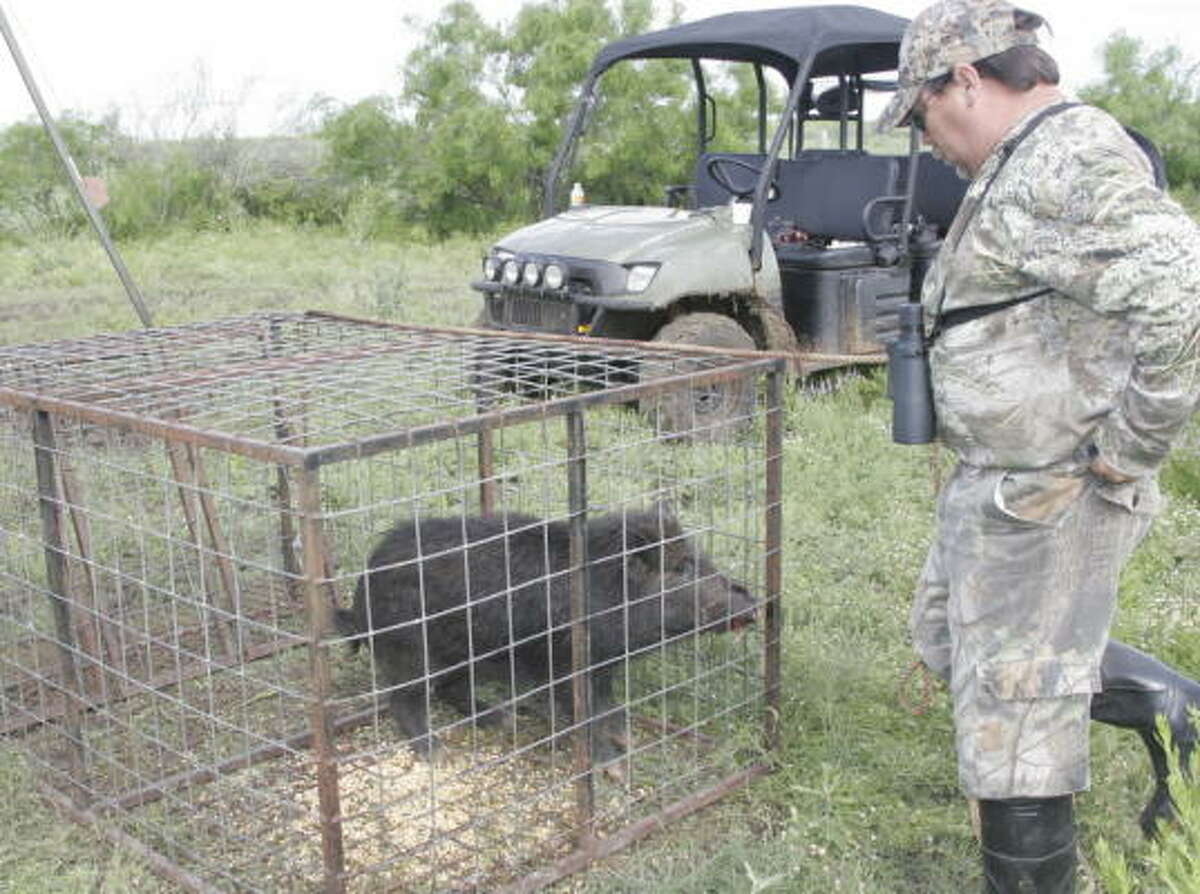 Tompkins Texas' feral hogs are ripe for the trapping