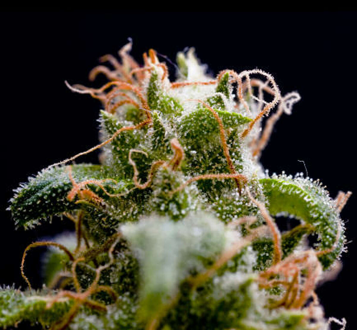 Tracing the evolution of marijuana cultivation