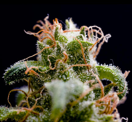 Tracing The Evolution Of Marijuana Cultivation