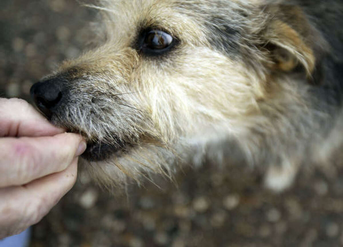 Abandoned, crippled dog becomes neighborhood's mascot