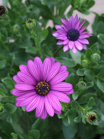 Blooming annuals for fall