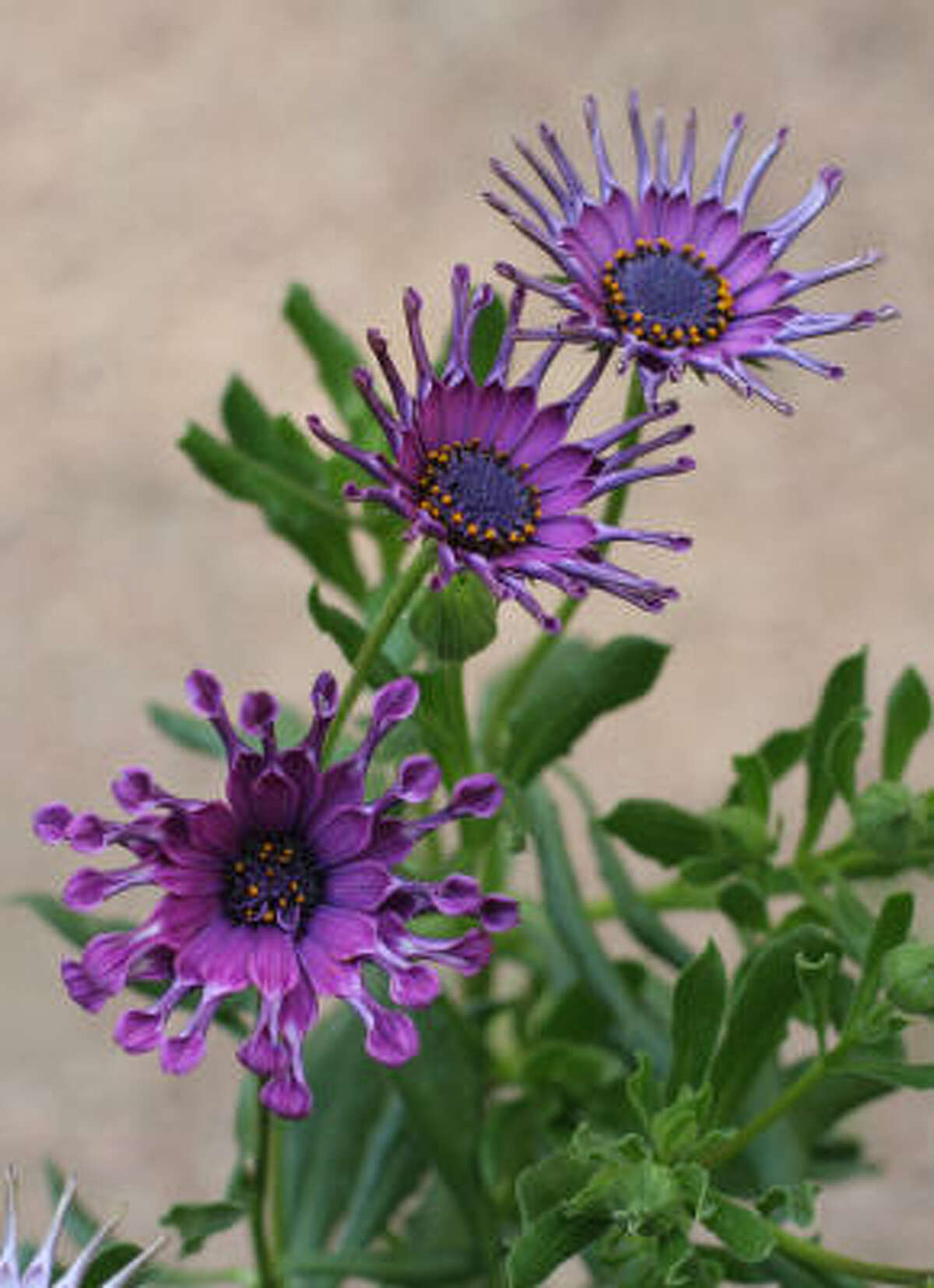 Blooming annuals for fall