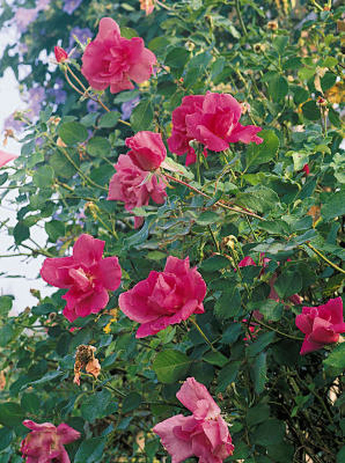 List of Earth Kind roses