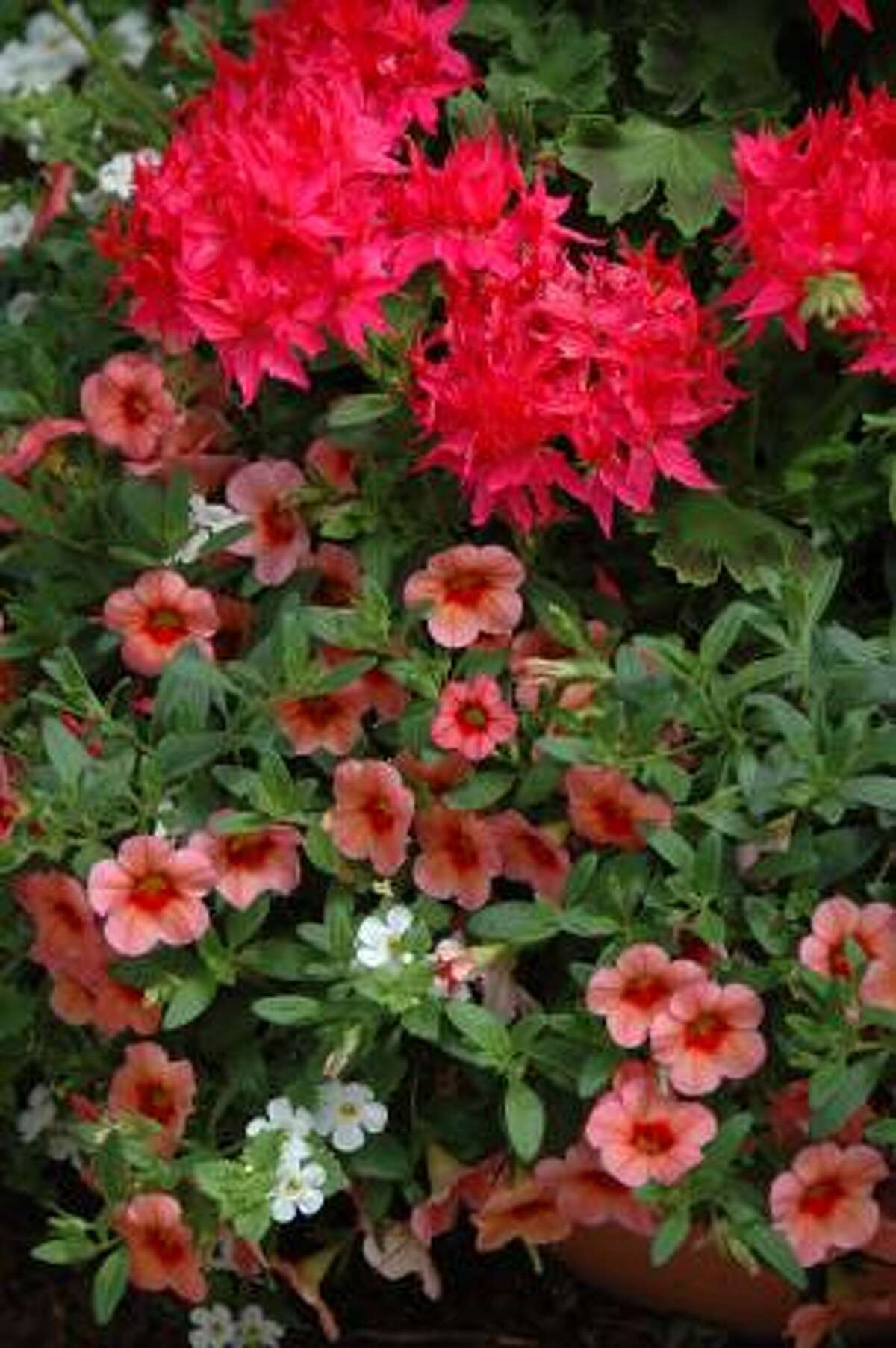 Garden quick fixes From freezedried to lush