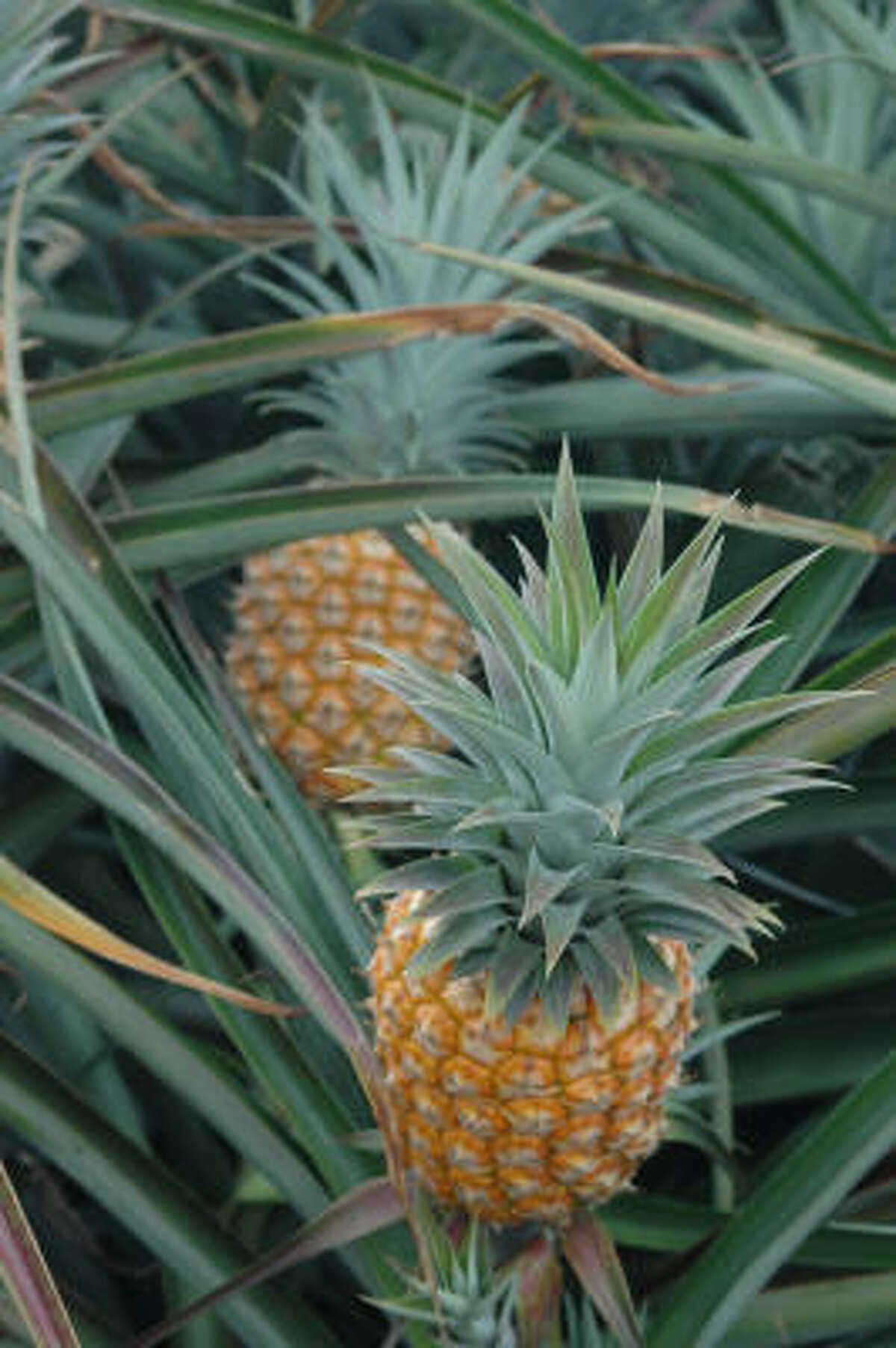 How to grow a pineapple at home