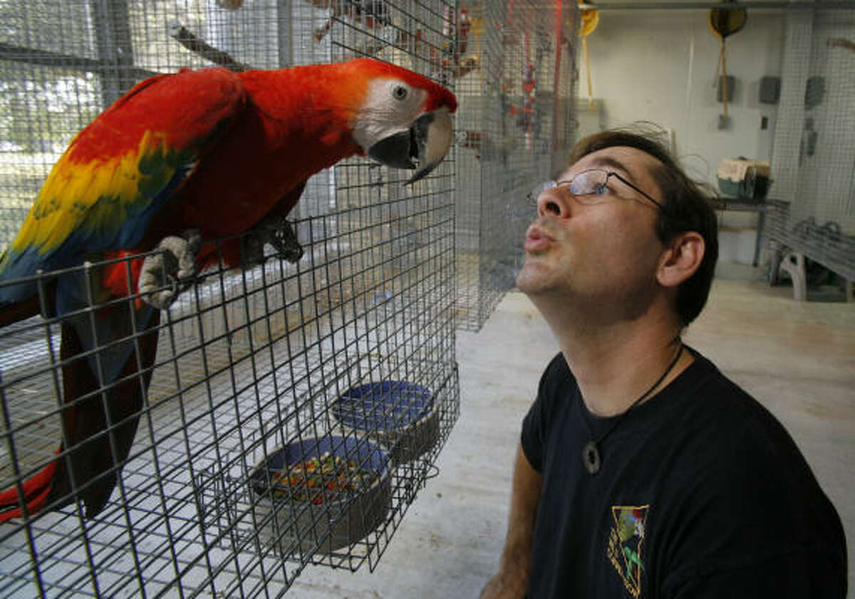 Threatened parrots may find haven in Texas