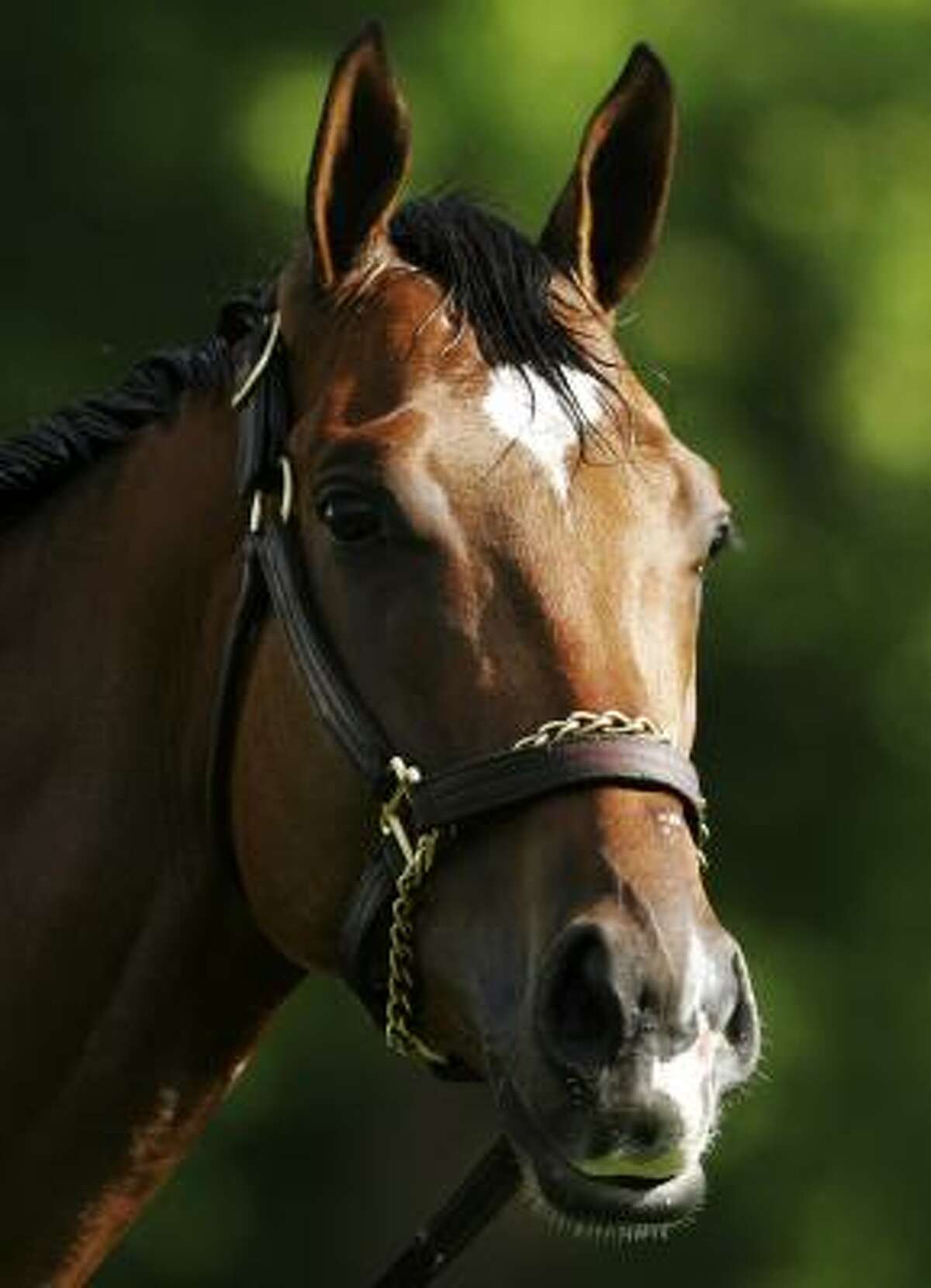 Death of Barbaro touches many in Houston
