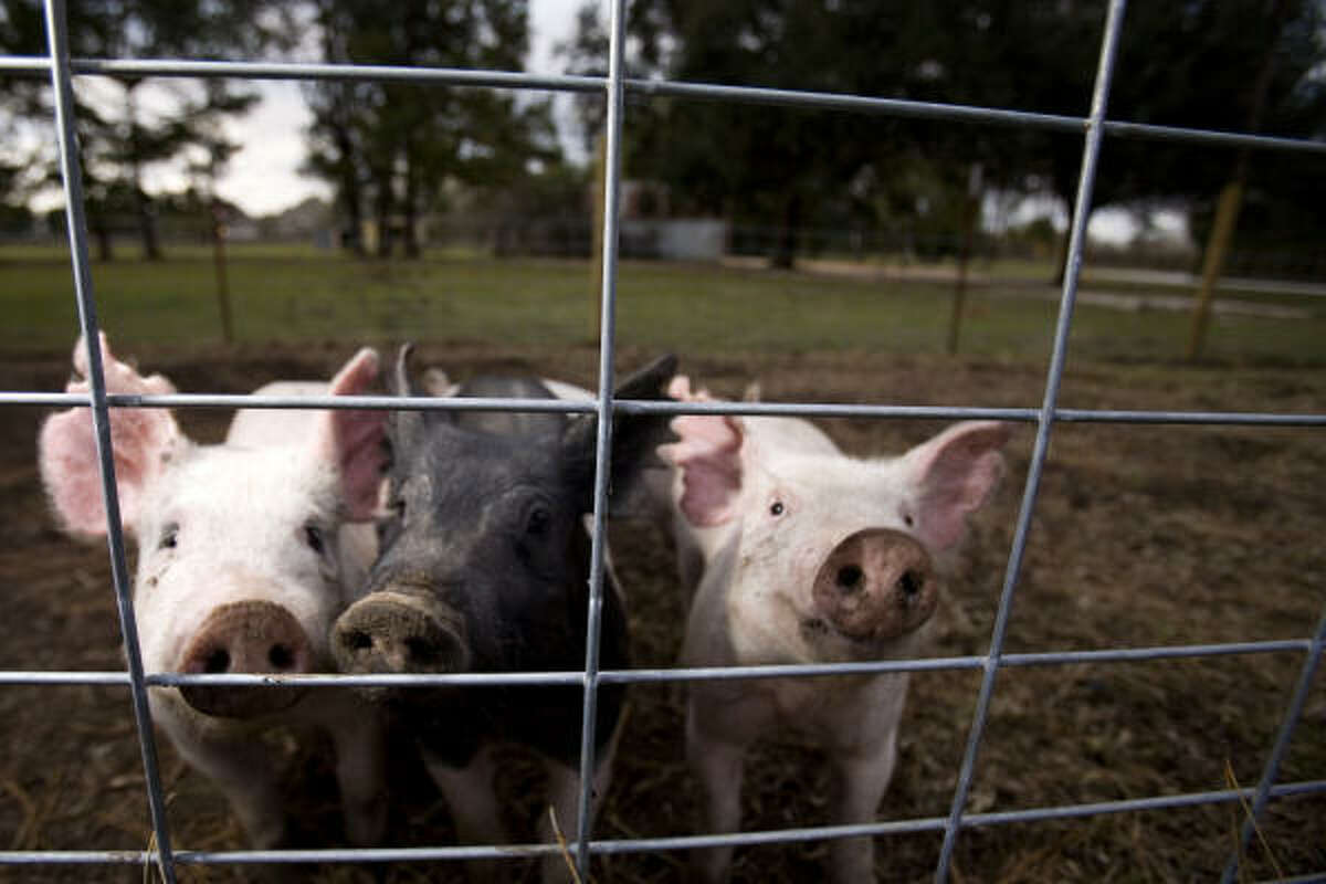 A few of Craig Baker's pigs are seen in a pen on his land near Katy. Baker erected a sign advertising "Coming Soon Weekly Friday Night Pig Races" and placed a pen full of pigs on the line dividing his property from land that has been purchased by a local Islamic association to build a mosque.