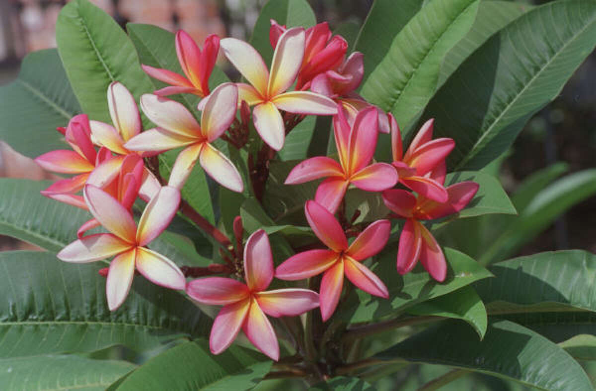 How to get more plumeria blooms?