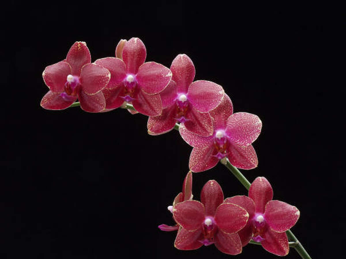 'Brother Supersonic' phalaenopsis