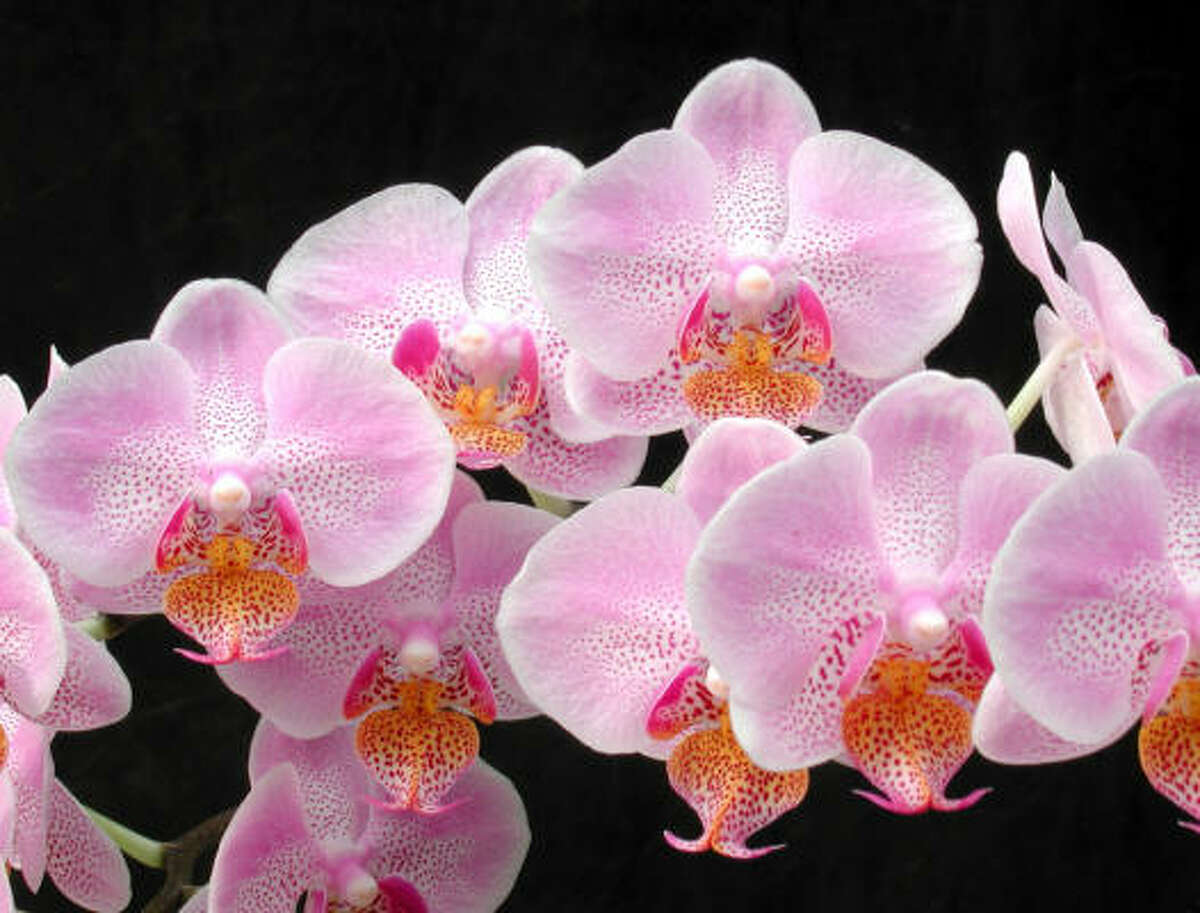 'Zumita Blush' phalaenopsis