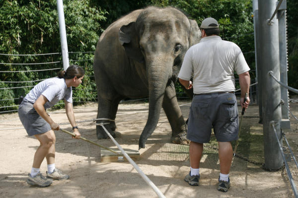 zoos-attempt-to-rekindle-maternal-instincts