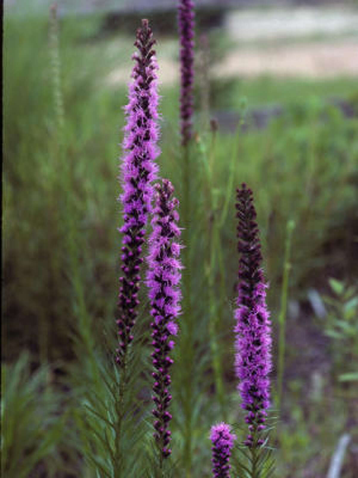 Native plants