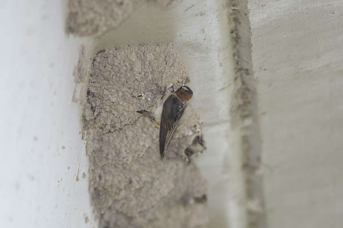 Cliff swallows nest in familiar places
