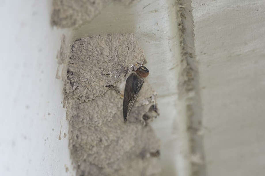 Cliff swallows nest in familiar places Houston Chronicle