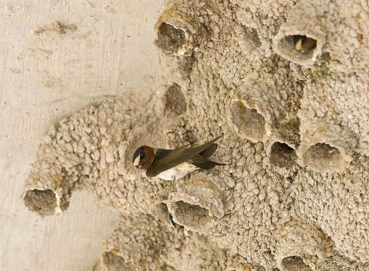 Cliff swallows nest in familiar places