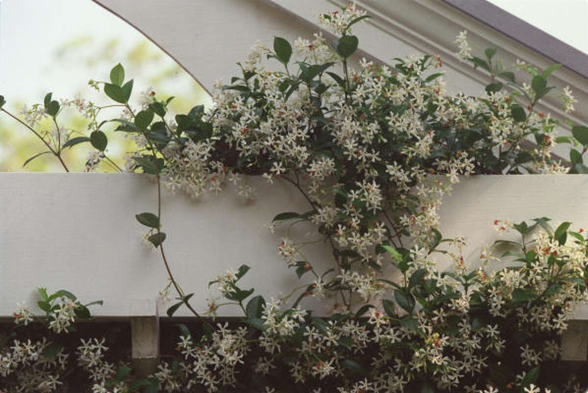 What shade-tolerant vine will grow on a fence?
