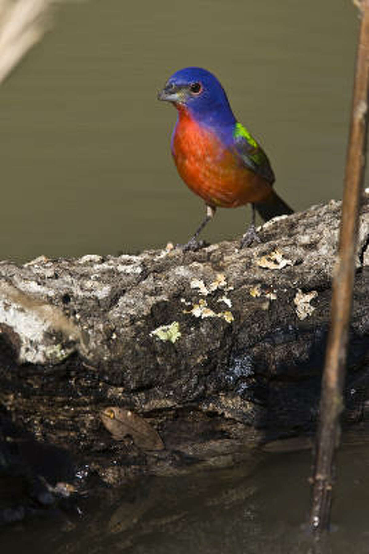 Nature Look for colorful painted buntings in spring