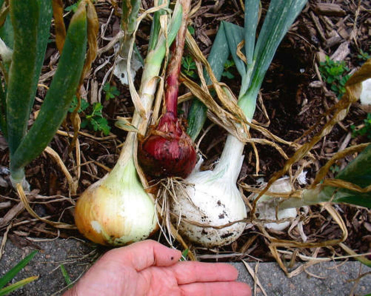 Onions, from left: 1015 Yellow Supersweet, Southern Belle Red, and Contessa White Hybrid.