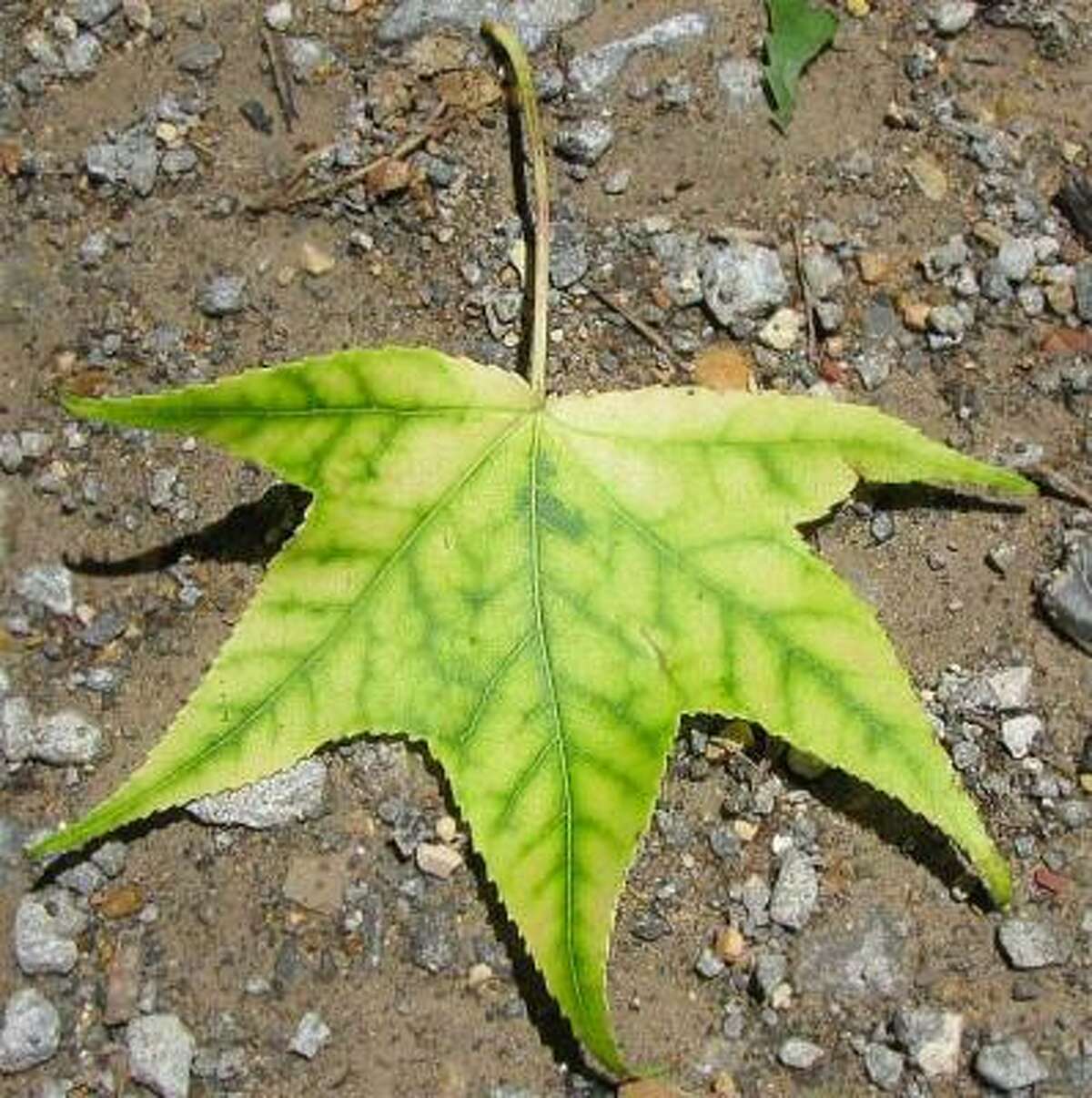 What Causes Yellow Leaves With Dark Veins 7777