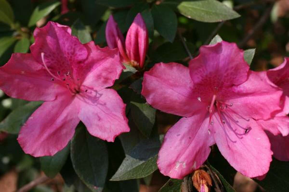 7-best-fertilizers-for-azaleas-gardenertofarmer