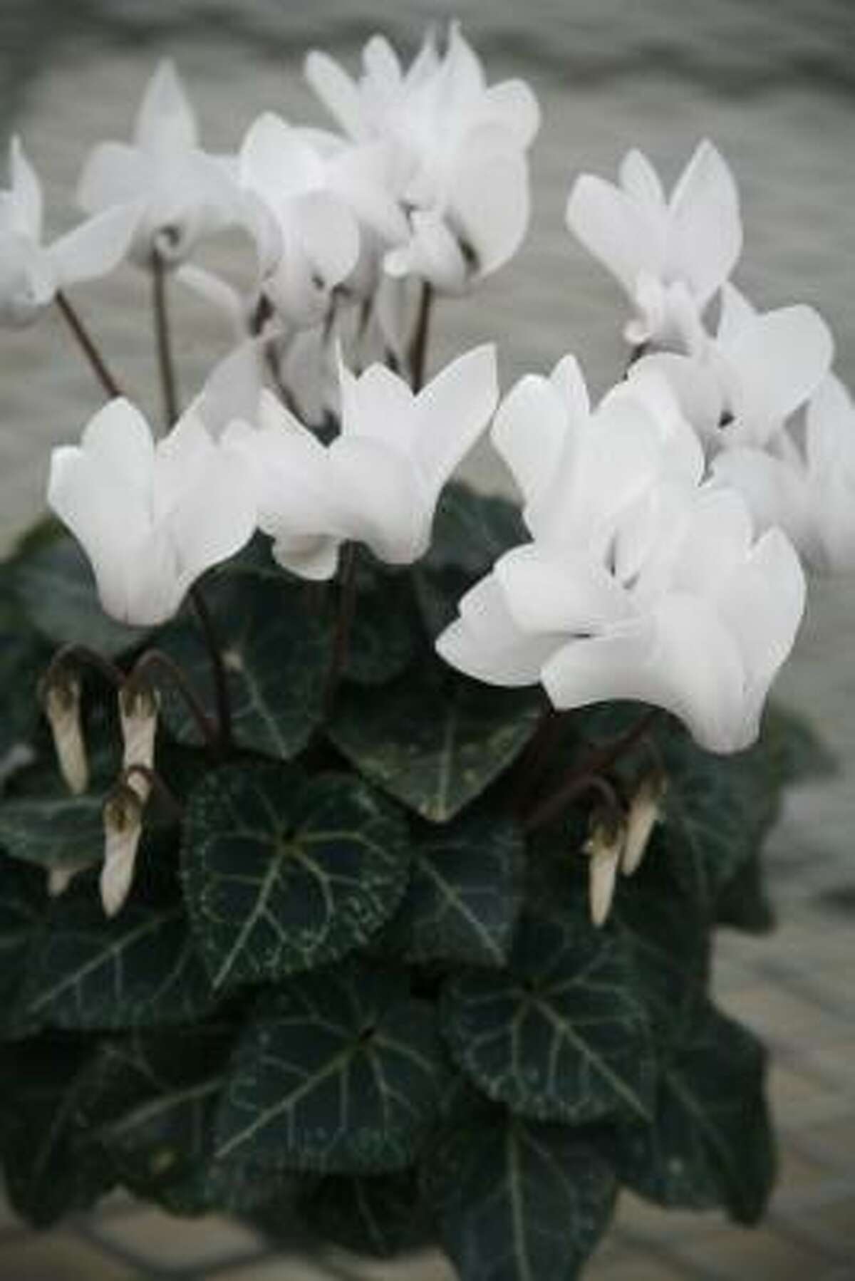 White winter flowers