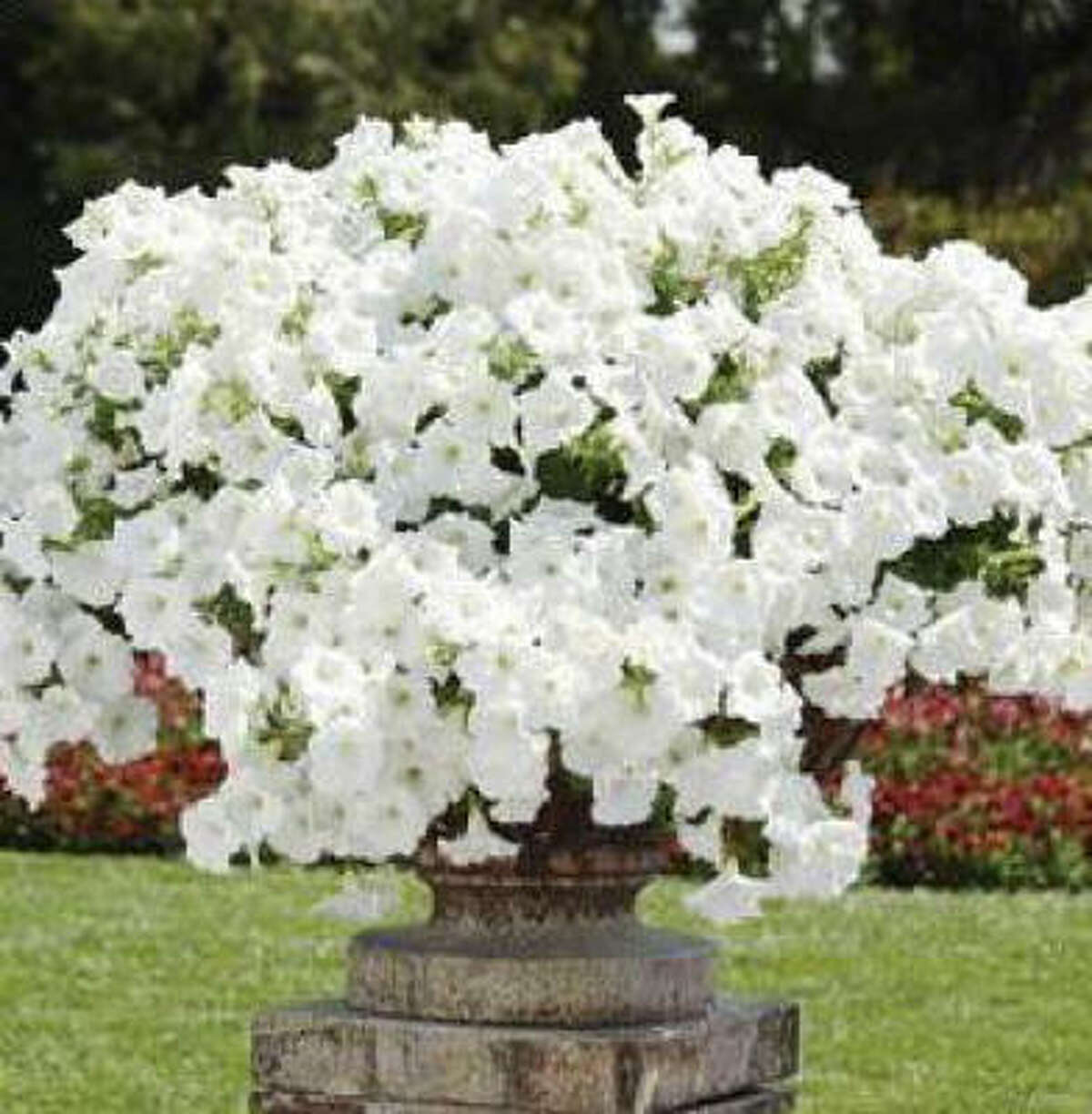 White winter flowers