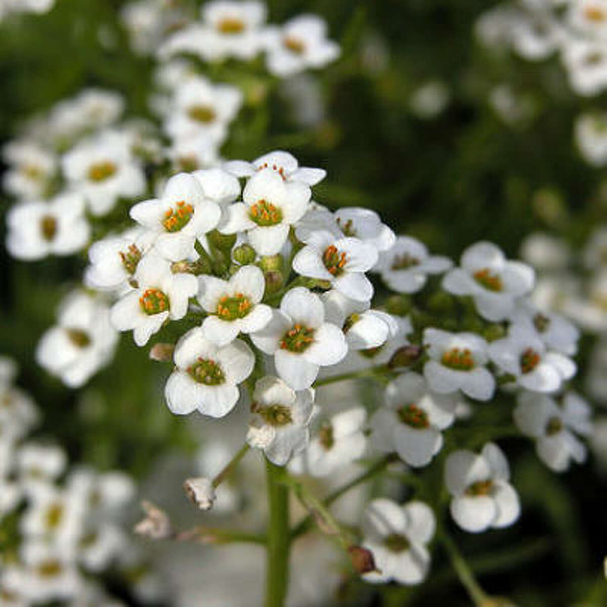 White winter flowers