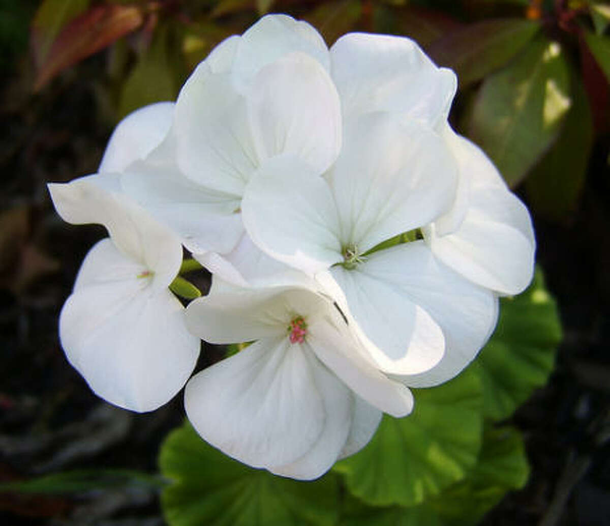 White winter flowers