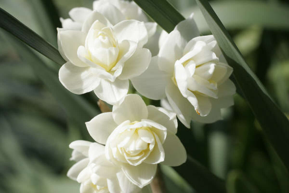 White winter flowers