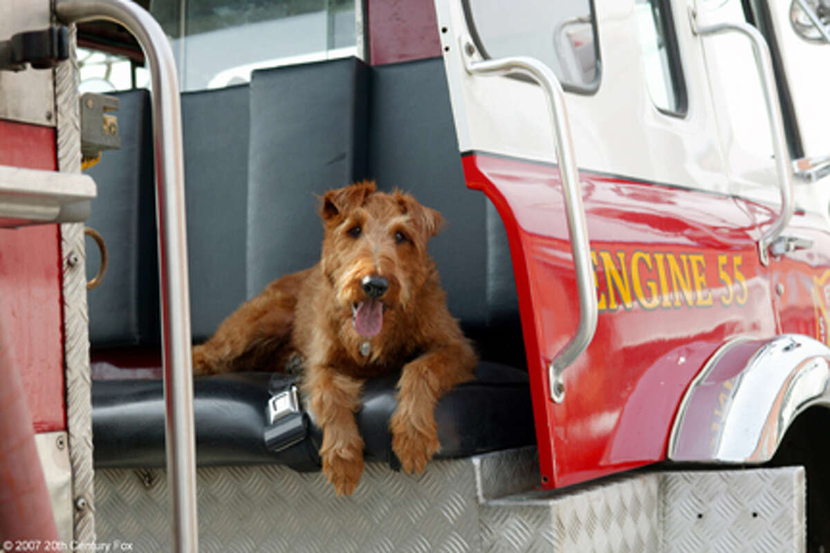 A scene from the film "Firehouse Dog."