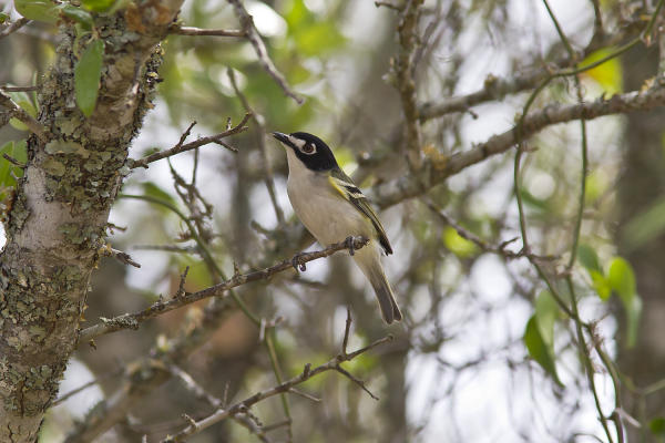 Vireos are making remarkable recovery from near-extinction