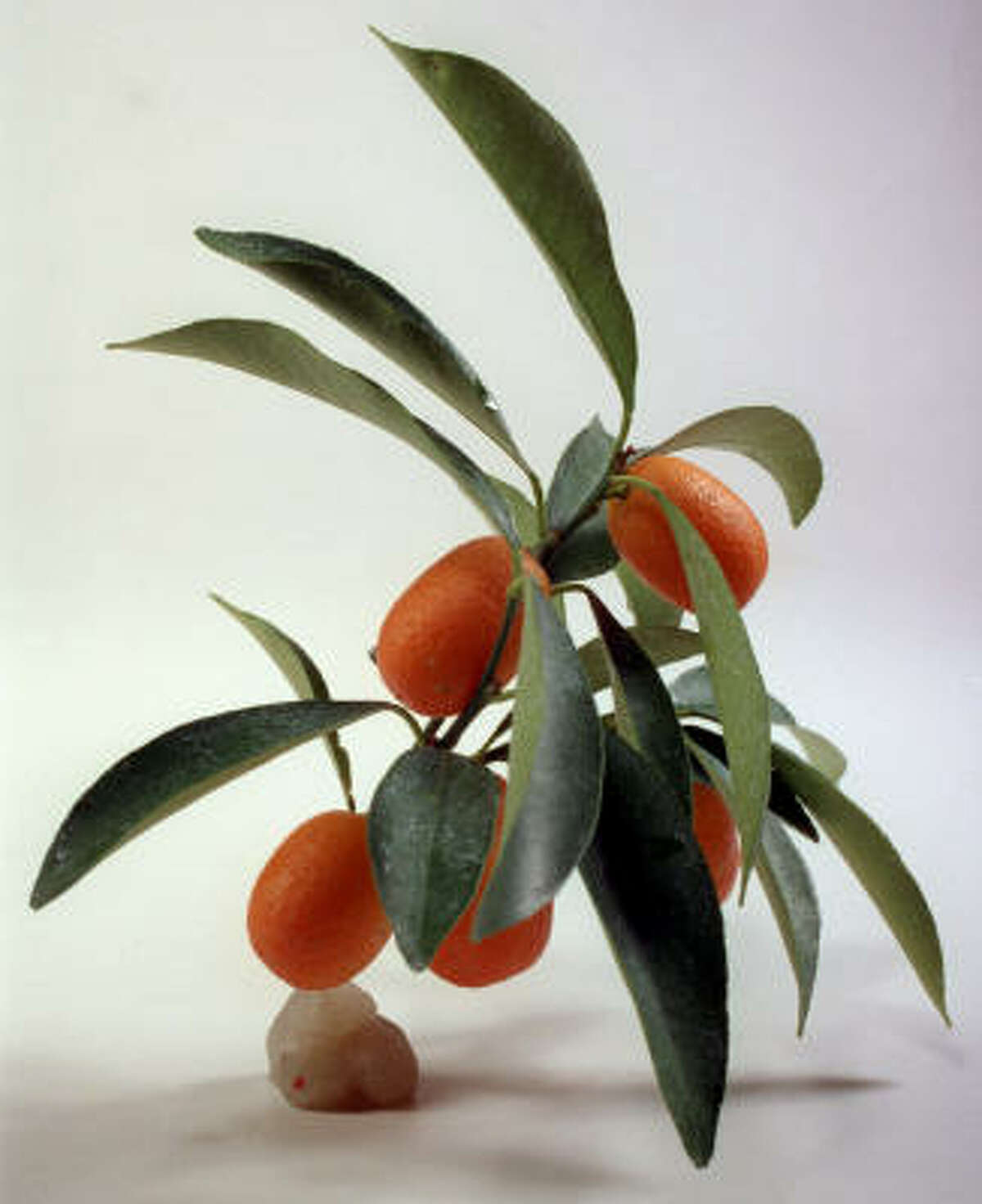 What's the difference Loquat and kumquat?