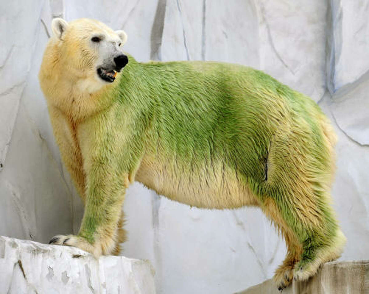 It’s not easy being green — especially for a bear