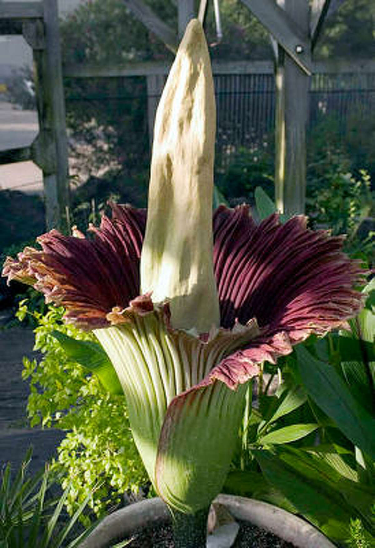 A 61-inch corpse flower at Stephen F. Austin State University's Mast Arboretum in Nacogdoches was the only other Amorphophallus titanum to bloom in Texas.