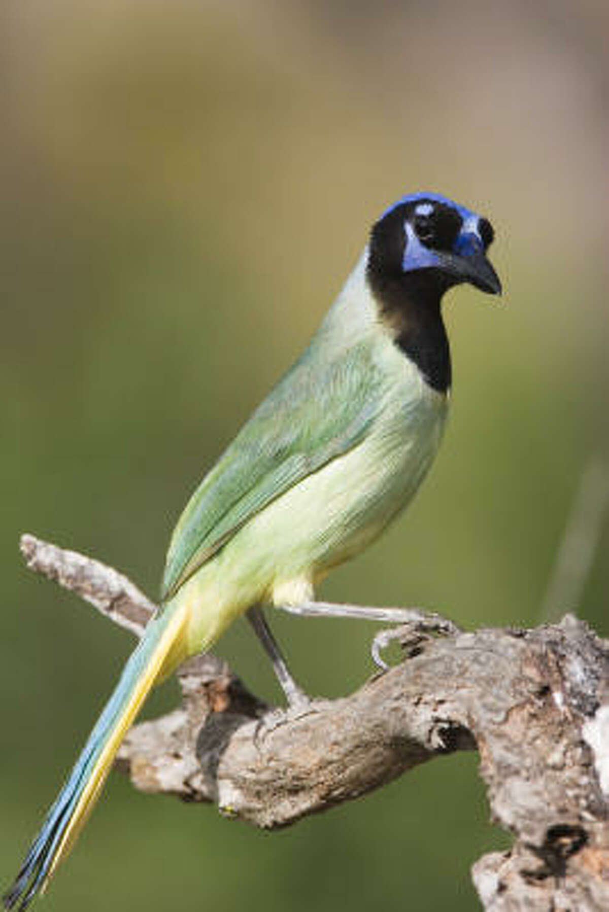 Green Jays Are Becoming Valley Tourist Draws